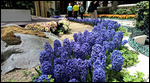 Hyacinths