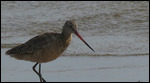 Dowitcher maybe?