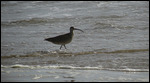 Sandpiper