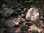 Stream near Yosemite Falls