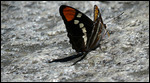 Butterfly closeup