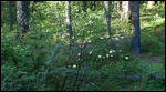 Dogwood Trees were everywhere