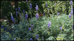 Lupines
