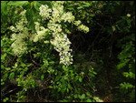 Mountain Lilac...so fragrant