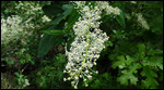 Mountain Lilac