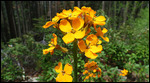 Still looking up the name of this flower