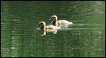 We found a momma Duck and her babies