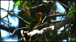 Western Tanager