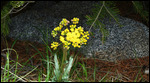 Wildflower along side the road