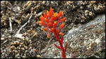 Wildflower