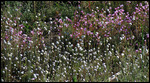 Wildflowers 