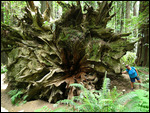 Another HUGE stump of a fallen Redwood