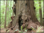 Burls on the side of this Redwood