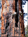 Climbing the Redwoods