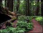 Fallen Redwood tree