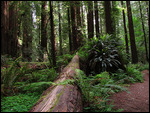 Fallen Redwood