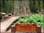 Founders Tree at the start of the trail