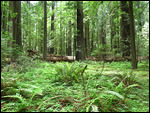 Lady Ferns and Sword Ferns everywhere