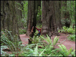 Inside the forest