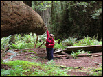 Kim "shaking" a tree