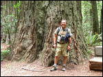 Look at the size of this redwood