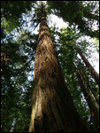 Looking up about 290 feet