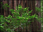 New growth