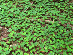 Redwood Sorrel