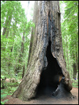 Redwood that has survived fires