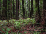 So many redwood trees