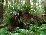 The forest is taking over