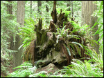 The forest to growing out of this fallen redwood