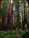 The Giants