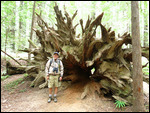 This is the stump afer it fell