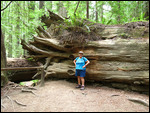 To show how large a fallen Redwood is