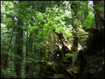 Typical Redwood forest