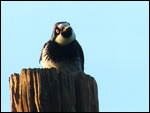 Acorn Woodpecker. Never seen this one before