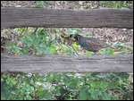 California Quail