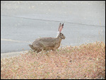  Kim loved the Jackrabbits