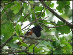 Spotted Towhee