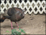 Turkeys came around nightly