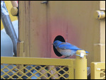 Western Bluebird