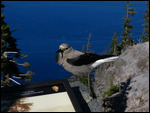 Clark's Nutcracker