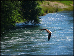 Bald Eagle looking for fish