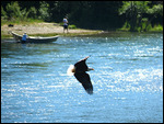 Bald Eagle right before grabbing a salmon