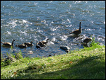Canadian Geese family