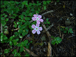 Have to stop and take flower photos