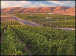 Vineyard countryside Prosser, WA