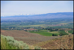 Vineyard countryside near Yakima