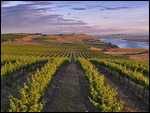 Vineyard countryside, Walla Walla